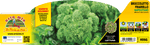 Broccoletto Friariello Napoletano - Pianta Pronta Trapianto
