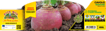 Pianta di Cavolo Navone o Rutabaga - Orto Mio - Pronta al Trapianto