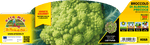 Broccolo di Albenga - 100 Giorni