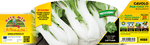 Pianta di asiatico pak-choi - 60 giorni in 6 piante in pack – Orto Mio Forlì