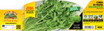 Pianta di cima di rapa maceratese in 12 piante in pack – Orto Mio Forlì