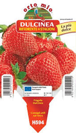 Fragola Rifiorente var. Dulcinea - Pianta Pronta Trapianto