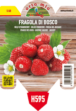 Pianta Fragola Di bosco var. Regina delle Valli - Orto Mio