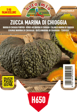 Pianta Zucca Marina di Chioggia - Orto Mio
