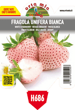 Pianta di unifera var. bianca n. 5 in 1 pianta in vaso 10 – Orto Mio Forlì