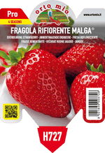 Pianta di rifiorente var. malga in 1 pianta in vaso 10 – Orto Mio Forlì