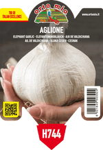 Pianta di aglione della valdichiana in 1 pianta in vaso 10 – Orto Mio Forlì