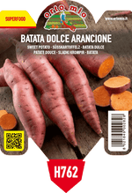 Pianta di batata arancio var. evangeline in 1 pianta in vaso 10 – Orto Mio Forlì