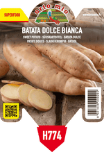 Pianta di batata bianca var. bonita in 1 pianta in vaso 10 – Orto Mio Forlì