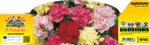 Pianta Garofano Mix di Colori - Fiore Ornamentale - Orto Mio