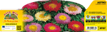 Pianta Astro Mix di Colori - Fiore Ornamentale - Orto Mio