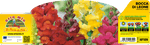 Pianta Bocca di Leone Mix di Colori - Orto Mio