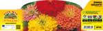 Pianta Zinnia Mix di Colori - Fiore Ornamentale - Orto Mio