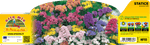 Pianta Statice per Fiori Secchi Mix - Orto Mio