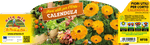 Pianta Calendula (Calendula Officinalis) - Orto Mio