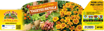 Pianta Tagete (Tagetes Patula) - Orto Mio