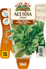 Acetosa rossa