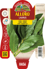 Alloro