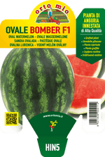 ANGURIA INNESTATA OVALE BOMBER F1 ORTO MIO