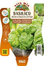 Basilico riccio a foglia di lattuga