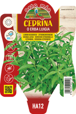 Cedrina o Erba Luigia