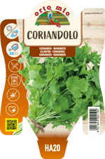 Coriandolo
