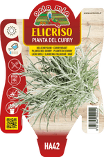 Elicriso o Pianta del Curry