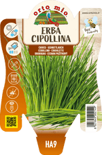 Erba Cipollina