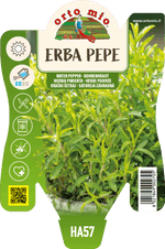 Erba Pepe