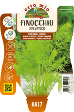 Finocchio selvatico