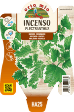 Incenso