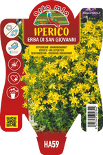 Iperico o Erba di San Giovanni