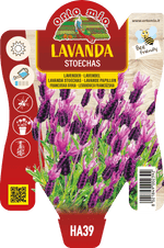 Lavanda Stoechas
