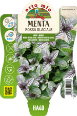 Menta Rossa Glaciale