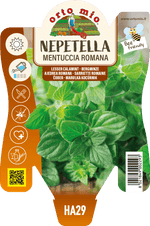Nepetella o Mentuccia Romana