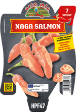 Peperoncino Orto Mio Naga Morich Salmone