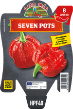 Peperoncino Orto Mio Seven Pots