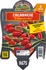 Peperoncino Orto Mio Diavolicchio Calabrese