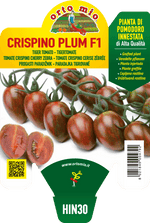 Pianta Zebrino var. Crispino Plum F1 - Orto Mio