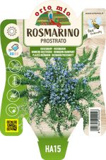 Rosmarino Prostrato