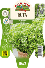 Ruta