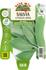 Salvia a Foglia Larga
