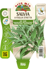 Salvia a Foglia Stretta