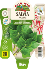 Salvia Ananas