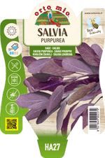 Salvia Purpurea