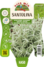Santolina