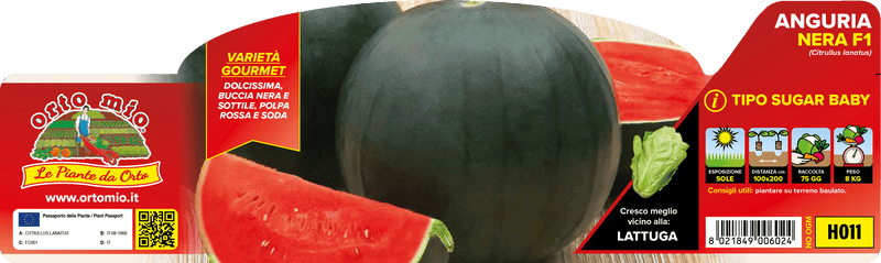 Pianta di nera "sugar baby" var. red star f1 in 4 piante in pack – Orto Mio Forlì