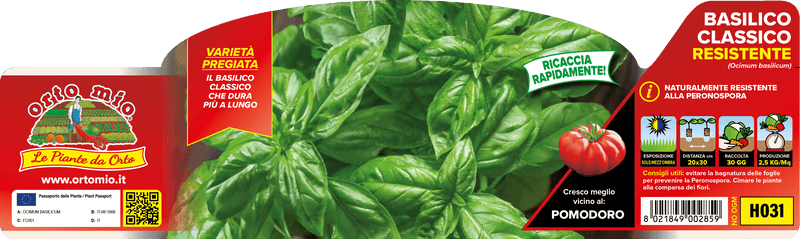 Pianta di classico (res. a peronospora) in 6 piante in pack – Orto Mio Forlì