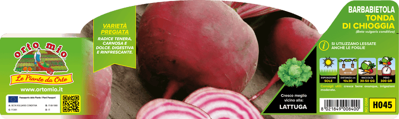 Pianta di barbabietola da orto tonda di chioggia in 6 piante in pack – Orto Mio Forlì