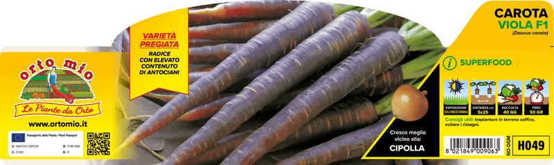 Pianta di carota viola var. deep purple f1 in 12 piante in pack – Orto Mio Forlì